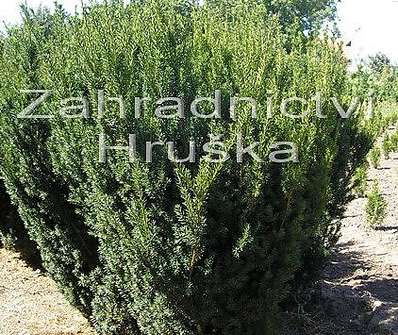 tis - Taxus baccata 'Fastigiata'