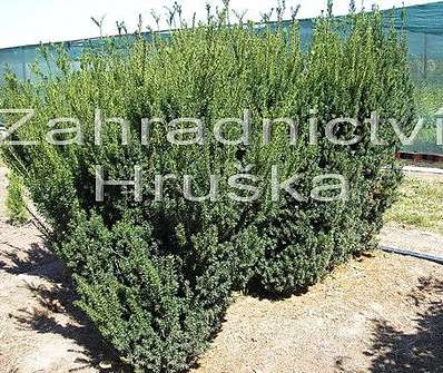tis - Taxus baccata 'Fastigiata'
