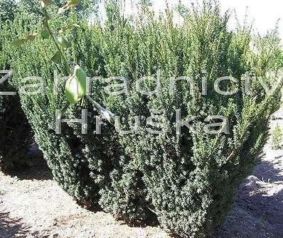 tis - Taxus baccata 'Fastigiata'