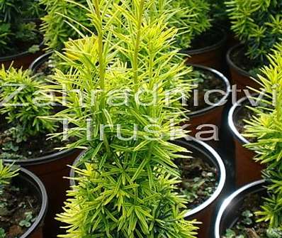 tis - Taxus baccata 'Fastigiata Aurea'