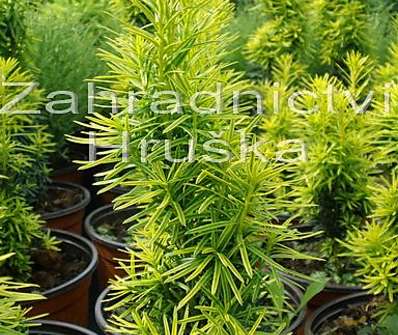 tis - Taxus baccata 'Fastigiata Aurea'