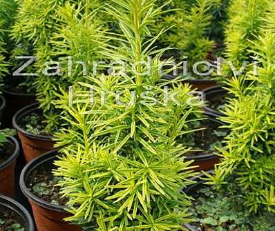 tis - Taxus baccata 'Fastigiata Aurea'