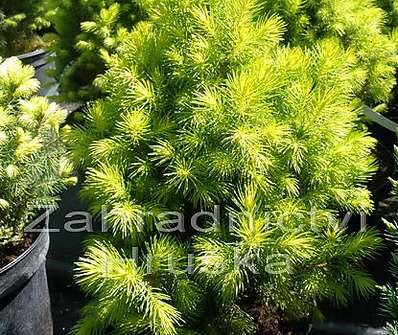 smrk - Picea glauca 'Reinbow's End'.