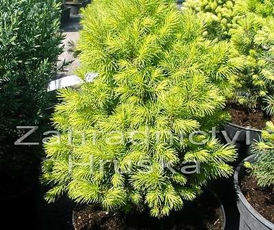 smrk - Picea glauca 'Reinbow's End'.
