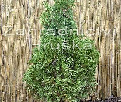 zerav - Thuja occ. 'Mikki'.
