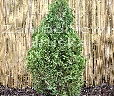 zerav - Thuja occ. 'Mikki'.