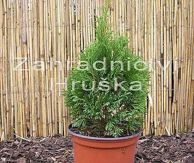 zerav - Thuja occ. 'Mikki'.