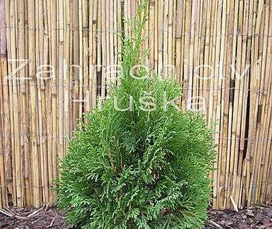 zerav - Thuja occ. 'Mikki'.