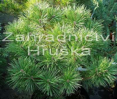 Borovice - Pinus nigra 'Brepo'