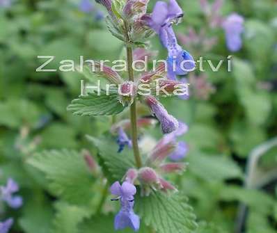 Nepeta x fasasenii Six Hills Giant