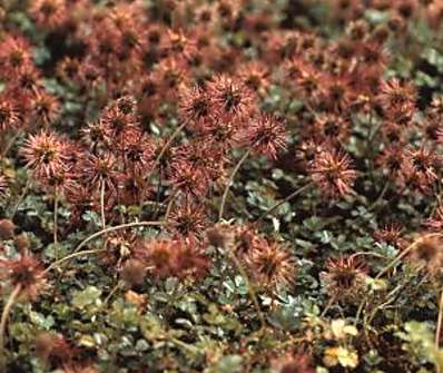 Aceana microphilla Kupfertepich