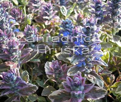 Ajuga reptans Burgundy Glow