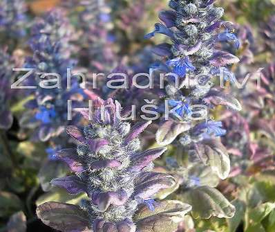 Ajuga reptans Burgundy Glow