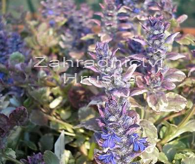 Ajuga reptans Burgundy Glow