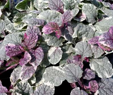 Ajuga reptans Burgundy Glow