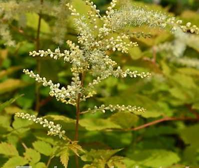 Aruncus dioicus