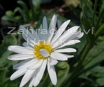 Aster alpinus Albus