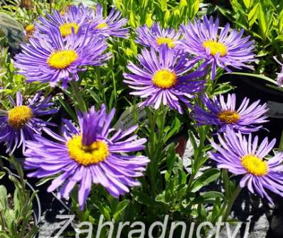 Aster alpinus Dunkle Schone