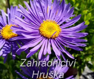 Aster alpinus Dunkle Schone