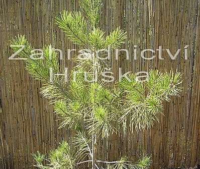 Borovice - Pinus densiflora 'Aurea'