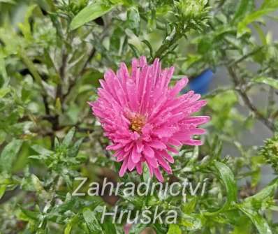 Aster dumosus Jenny