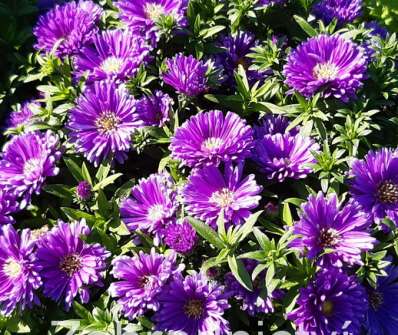 Aster novii-belgii Tonga