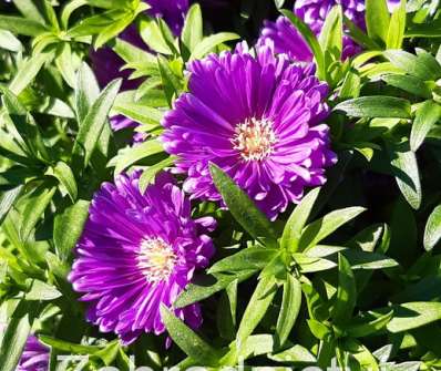 Aster novii-belgii Tonga