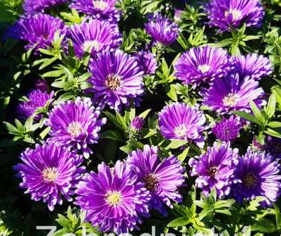Aster novii-belgii Tonga