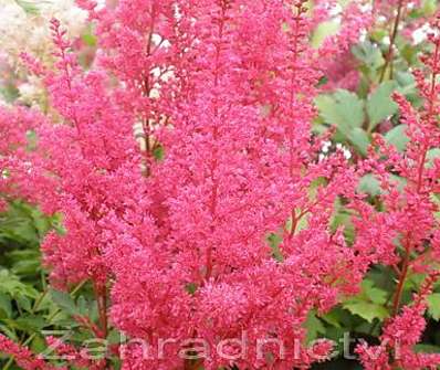 Astilbe arendsii Fanal