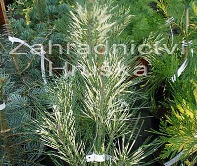 Borovice - Pinus densiflora 'Oculus Draconis'.