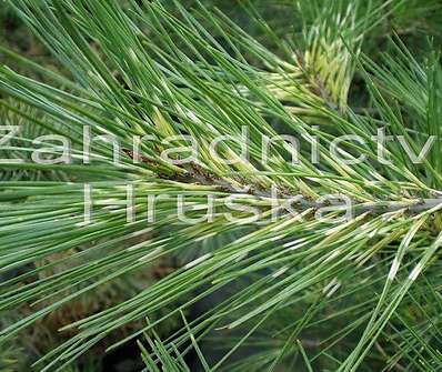 Borovice - Pinus densiflora 'Oculus Draconis'.