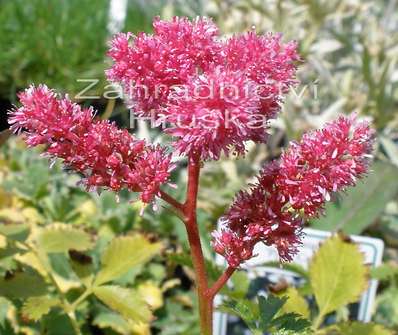 Astilbe chinensis Pumila