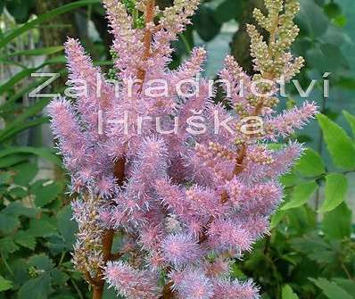 Astilbe chinensis Pumila