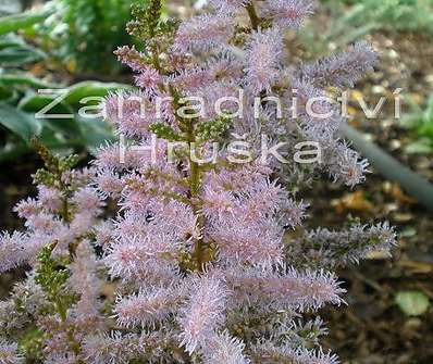 Astilbe chinensis Pumila