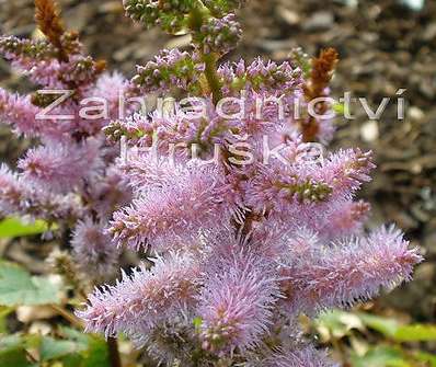 Astilbe chinensis Pumila