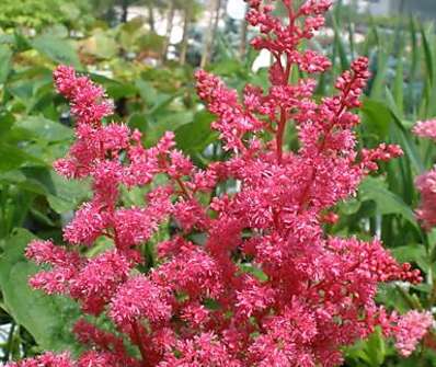 Astilbe japonica Kőln