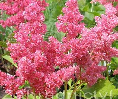 Astilbe japonica Kőln