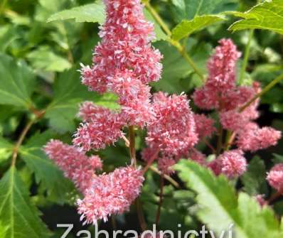 Astilbe japonica Kőln