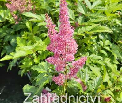 Astilbe japonica Mainz