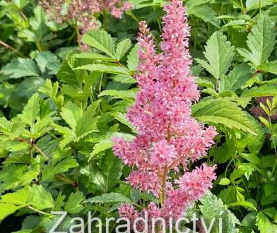 Astilbe japonica Mainz