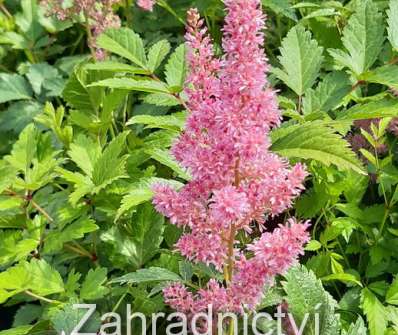 Astilbe japonica Mainz