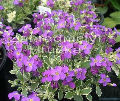 Aubrieta  Argenteovariegata