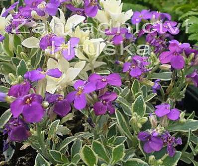 Aubrieta  Argenteovariegata