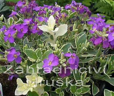 Aubrieta  Argenteovariegata