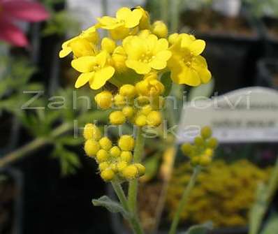 Aurinia saxatilis