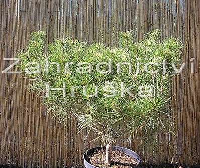 Borovice - Pinus densiflora 'Henry Bud'