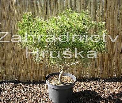 Borovice - Pinus densiflora 'Henry Bud'