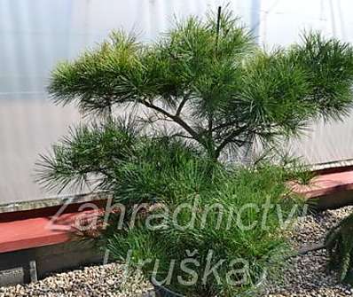 Borovice - Pinus densiflora 'Pygmaea'