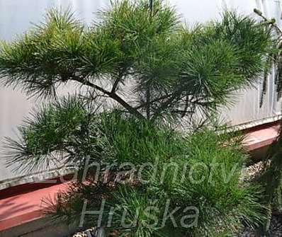 Borovice - Pinus densiflora 'Pygmaea'