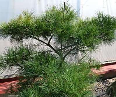 Borovice - Pinus densiflora 'Pygmaea'